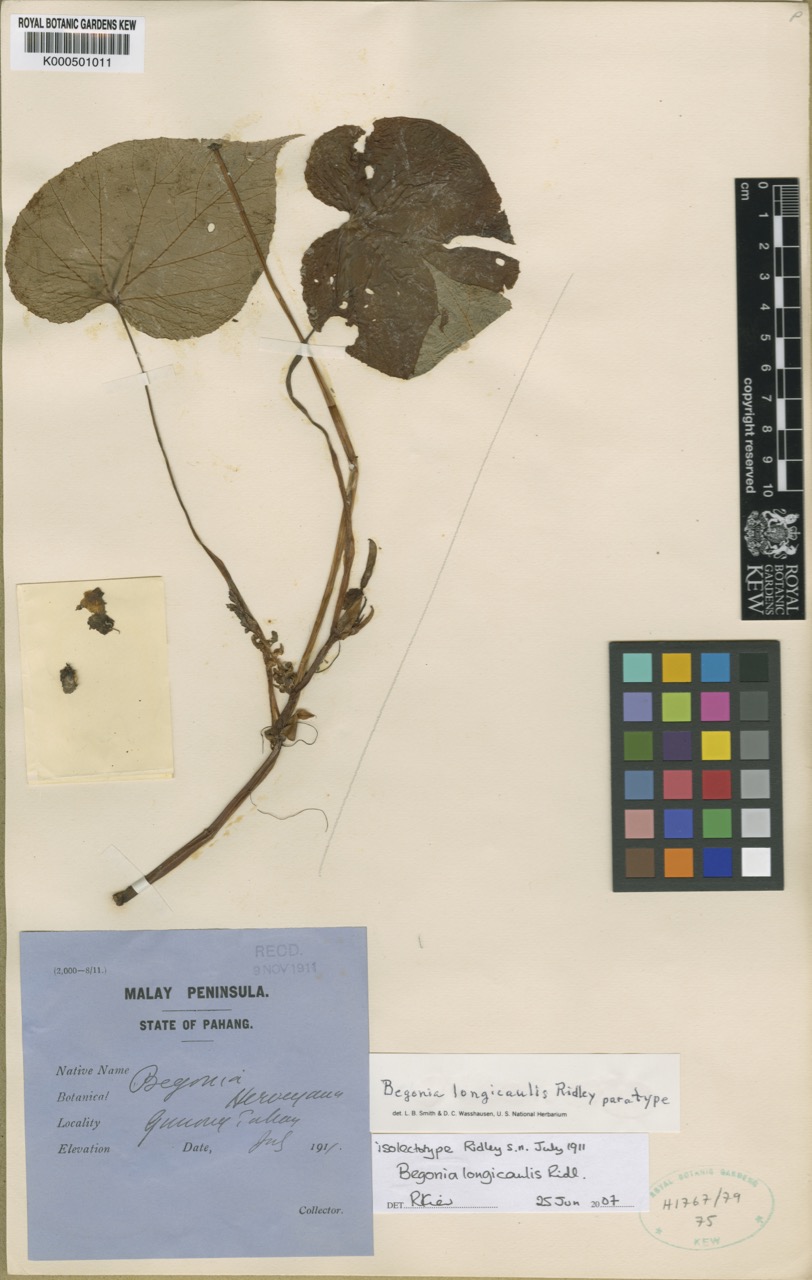 B. longicaulis